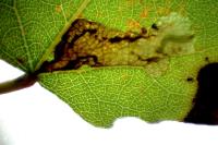 Ectoedemia argyropeza