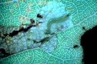 Ectoedemia argyropeza