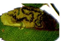 Ectoedemia angulifasciella