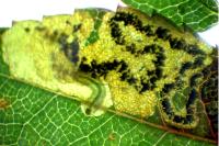Ectoedemia angulifasciella
