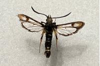Bembecia ichneumoniformis