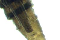 Phyllonorycter messaniella