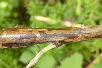 Phyllocnistis ramulicola