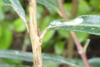 Phyllocnistis ramulicola