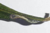 Phyllocnistis ramulicola