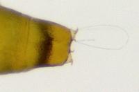 Phyllonorycter salictella