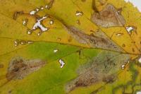 Phyllonorycter coryli