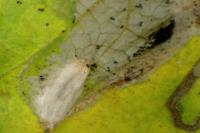 Phyllonorycter coryli