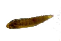 Phyllonorycter coryli