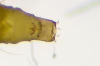 Phyllonorycter coryli