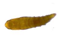 Phyllonorycter nicellii