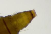 Phyllonorycter nicellii