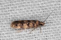 Bryotropha vondermuehlli