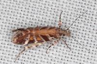 Aristotelia decurtella
