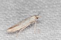 Coleophora dianthi