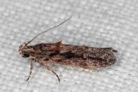Neotelphusa huemeri