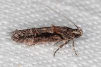Neotelphusa huemeri