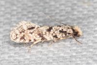 Nemapogon agenjoi