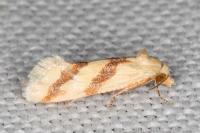 Aethes francillana