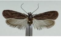 Depressaria daucella