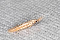 Coleophora helianthemella