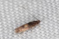 Neurothaumasia tenuipennella