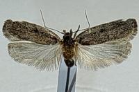 Agonopterix arenella