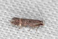Iwaruna biguttella