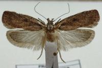 Agonopterix scopariella