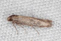 Haplochrois buvati
