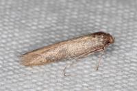 Haplochrois buvati