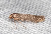 Haplochrois buvati