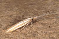 Coleophora helianthemella