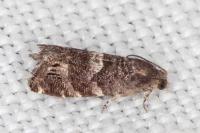 Cydia coniferana