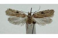 Agonopterix propinquella