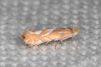 Phyllonorycter endryella