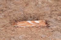 Phyllonorycter endryella