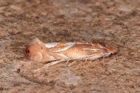 Phyllonorycter endryella