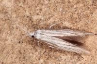 Coleophora strigosella