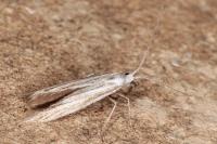 Coleophora strigosella