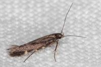 Oxypteryx immaculatella