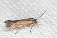 Scythris terrenella