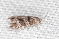 Rhopobota stagnana