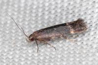 Aproaerema anthyllidella