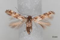Mompha miscella