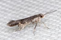 Aproaerema anthyllidella