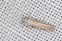 Coleophora bilineella