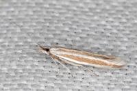 Coleophora bilineella