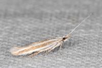 Coleophora bilineella