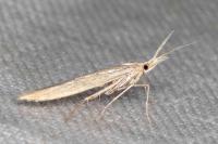Coleophora ochrea